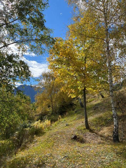 Casa Del Cios Calda E Intima Casetta Immersa Nel Verde Delle Montagne Alpe Basciumo 外观 照片