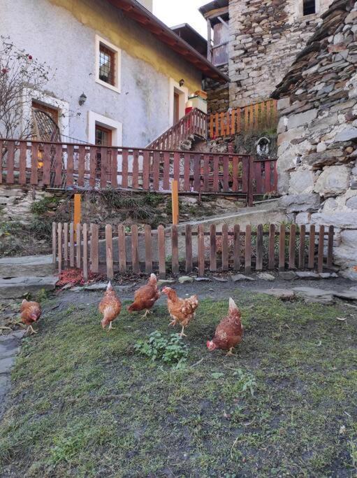 Casa Del Cios Calda E Intima Casetta Immersa Nel Verde Delle Montagne Alpe Basciumo 外观 照片
