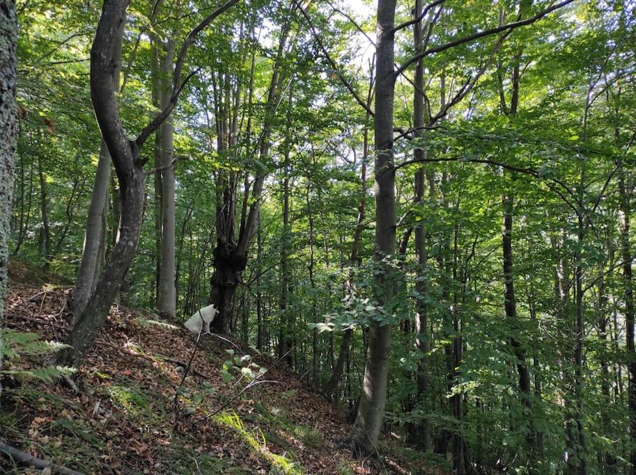 Casa Del Cios Calda E Intima Casetta Immersa Nel Verde Delle Montagne Alpe Basciumo 外观 照片